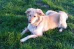Chien