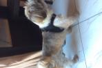 Chien