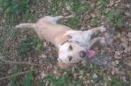 Chien