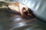 Chien