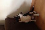 Chien
