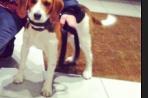 Chien