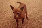 Chien