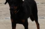 Chien