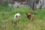 Chien