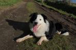 Chien