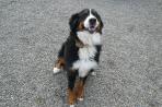 Chien
