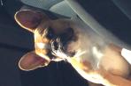 Chien