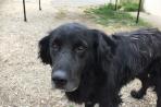 Chien