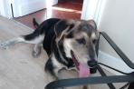 Chien