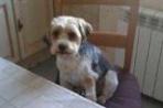 Chien