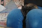 Chien