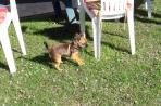 Chien