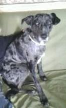 Chien