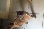 Chien