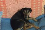 Chien