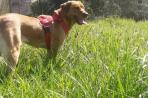 Chien
