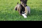 Chien