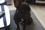 Chien