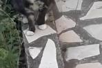 Chien