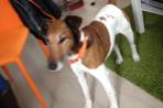 Chien