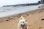 Chien