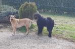 Chien