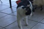 Chien