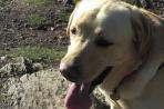 Chien