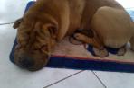 Chien