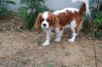 Chien
