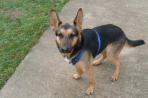 Chien