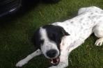Chien