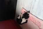 Chien