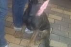 Chien