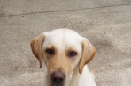 Chien