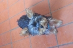 Chien