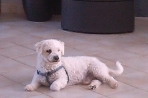 Chien