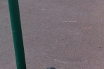 Chien