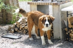 Chien