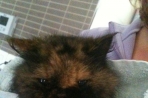 Chien