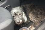 Chien
