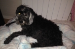 Chien