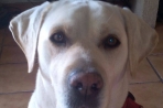 Chien