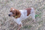 Chien