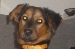 Chien