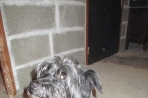 Chien