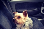 Chien