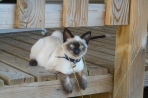 Chien