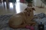 Chien
